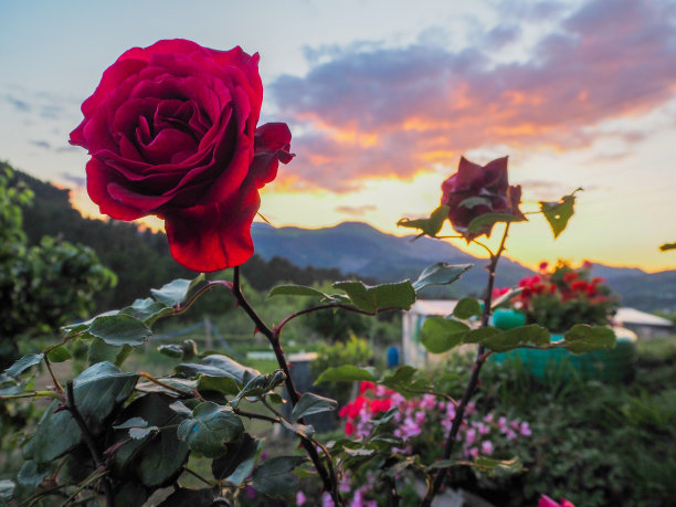 红玫瑰与日落图片下载