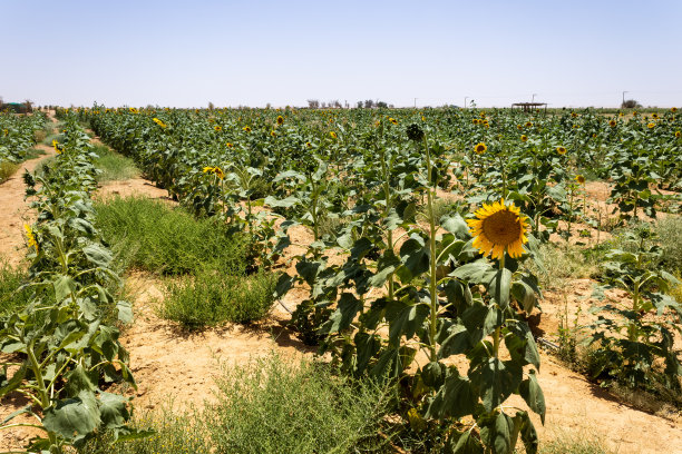哈夫斯达格拉的向日葵田图片下载