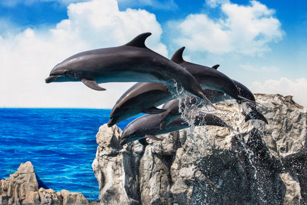 海豚在动物园前跳来跳去。图片下载