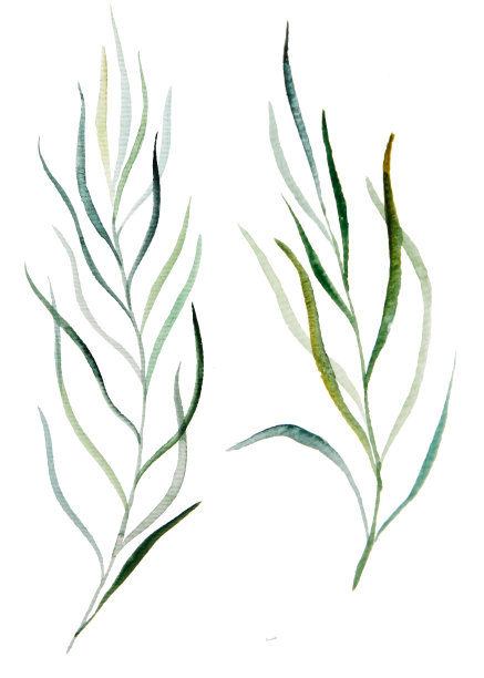 植物叶水彩插图图片下载