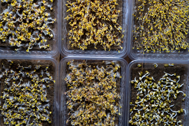 在塑料托盘中种植微绿。为素食生态食品发芽的种子。一组不同的植物。窗台上有花园。有机友好的概念。城市农场图片下载