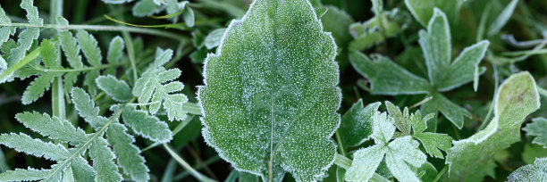 花园里的绿草晨霜，草地上的冻草日出时结霜。纹理图案的自然背景。前视图。横幅图片下载