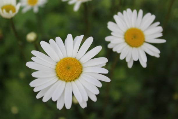 玛格丽特图片下载