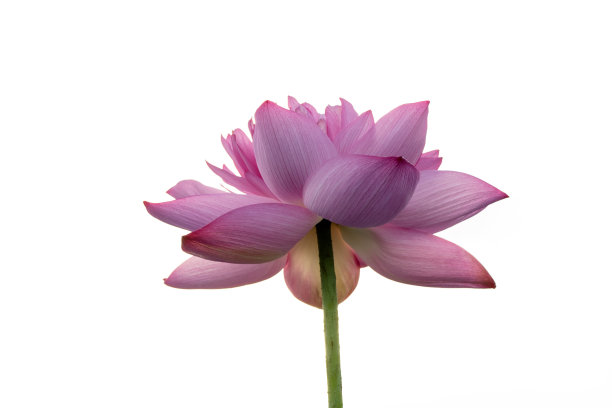 美丽的莲花图片下载