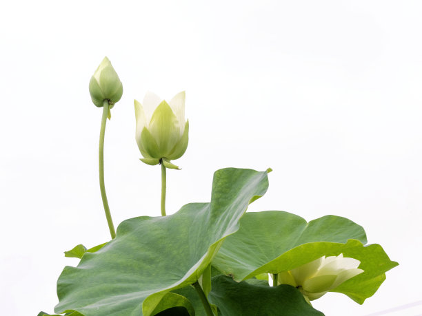 美丽的莲花图片下载