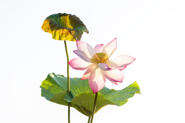 美丽的莲花图片下载