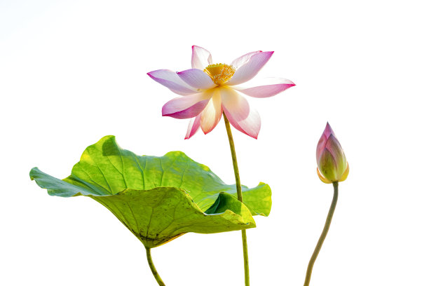 美丽的莲花图片下载