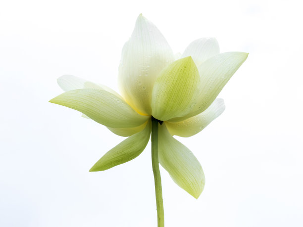 美丽的莲花图片下载