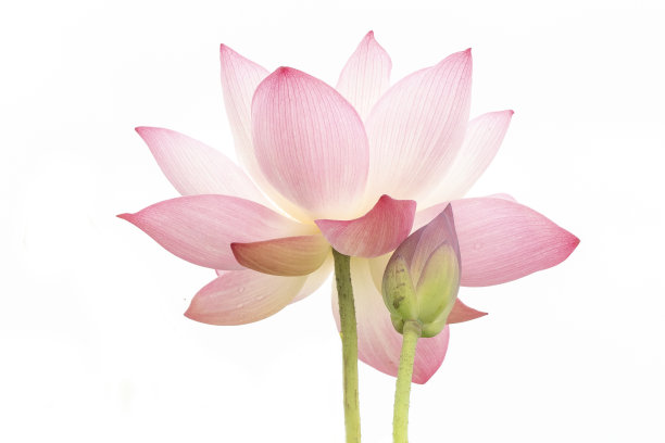 美丽的莲花图片下载