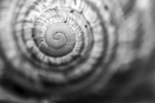 蜗牛在自然界中，在墙上，在叶子上，在树上，在树枝上，在地上，特写，微距照片。黄金比例组成。图片下载