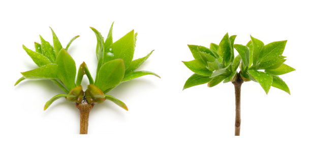 嫩枝生绿叶图片下载