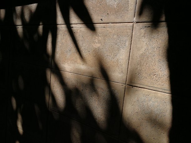 旧墙上芒果树叶的影子图片下载