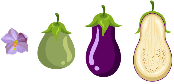 茄子生长和成熟期图片下载