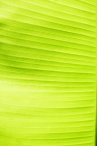 香蕉叶子。叶形背景图像输入文本。图片下载