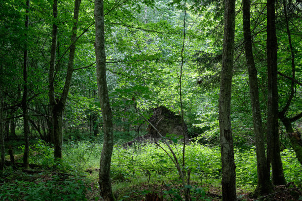 有角木的春季天然落叶林图片下载