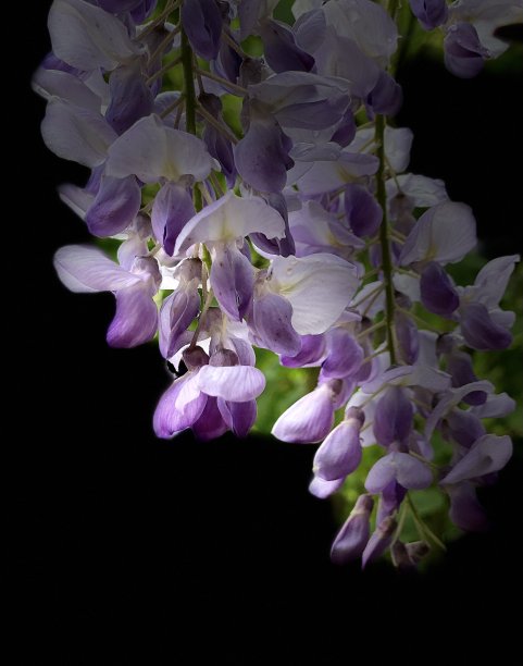 紫色的美丽图片下载