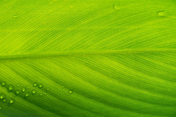 绿叶花园森林自然纹理背景图片下载
