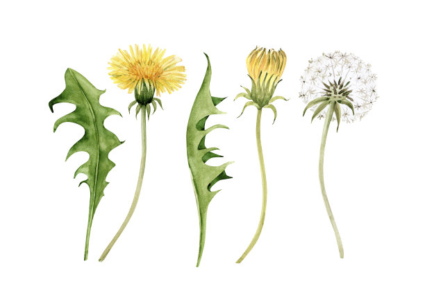 一套黄色草地花蒲公英和绿色的叶子在白色的背景水彩插图。手绘设计和请柬。图片下载