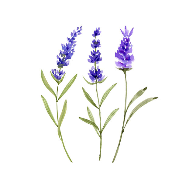 在白色背景上的紫色薰衣草花的一套水彩插图。为婚礼和请柬手绘。图片下载