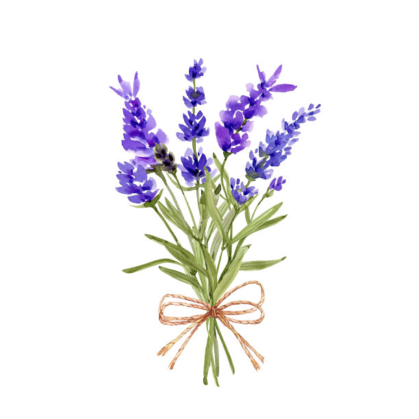 花束与紫色薰衣草花水彩插图在白色的背景。为婚礼和请柬手绘。图片下载