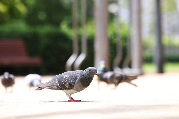 鸽子图片下载