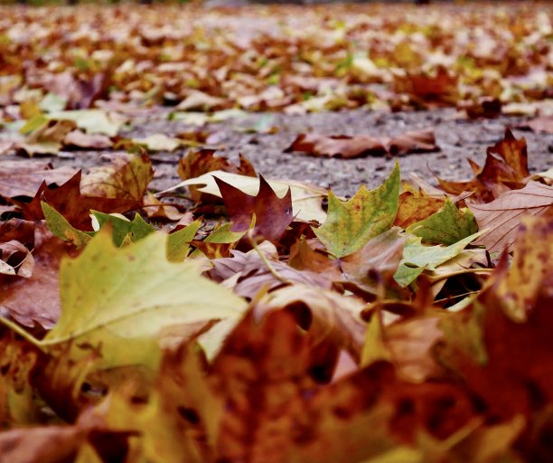 秋天的落叶图片下载