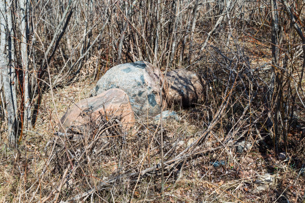 森林中的岩石图片下载