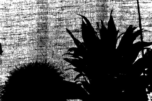 枯燥乏味的植物图片下载