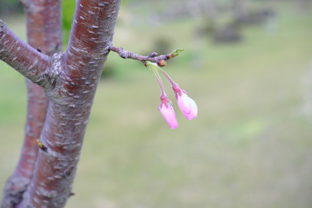 樱花花蕾等待春天的形象素材图片下载