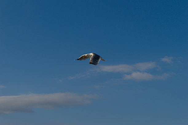 海鸥图片下载