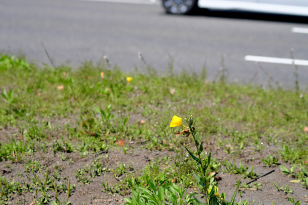 路边盛开的野草图片下载