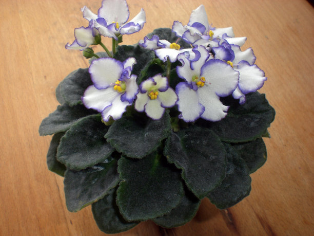 紫罗兰，通常被称为非洲紫罗兰，帕尔玛紫罗兰与木制背景图片下载