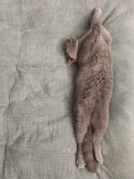 原来的BSH在灰色图片下载