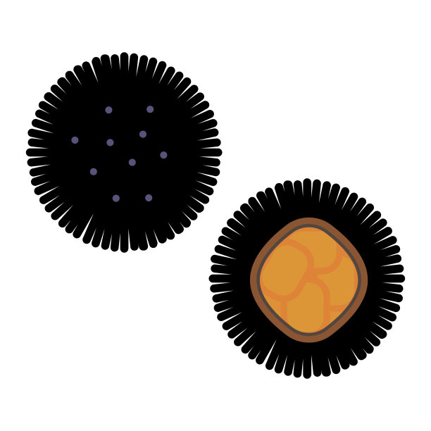 简单可爱的海胆夹艺术图片下载