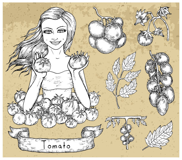 设计集美丽的女人拿着番茄图片下载