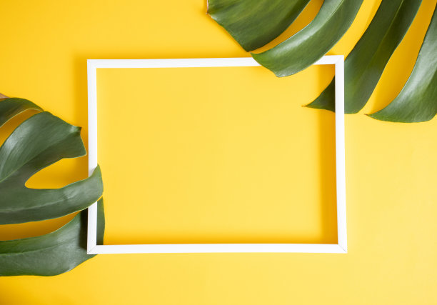 两个新鲜的真正的philodendron叶子与复制空间由白色相框在一个充满活力的黄色背景。平面铺设创意极简设计。图片下载