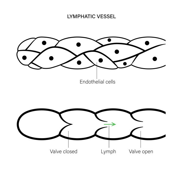 淋巴管的概念图片下载