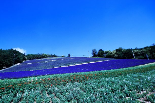 美丽的薰衣草场图片下载