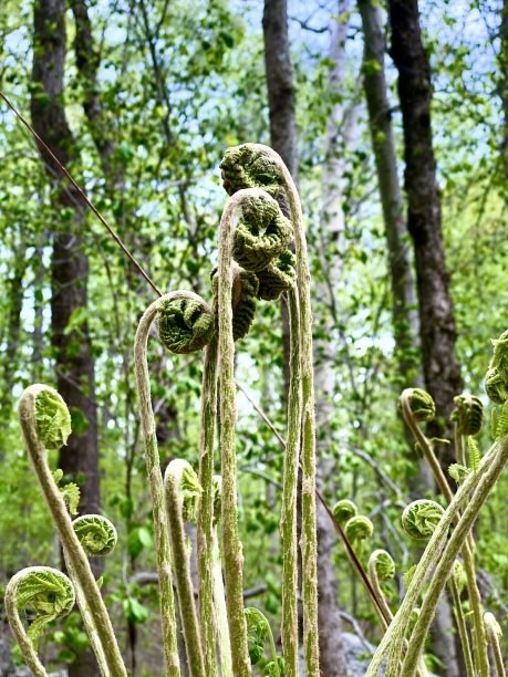 森林中的草图片下载