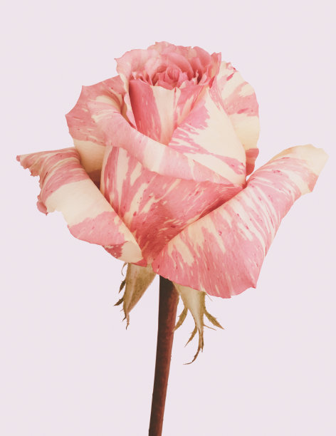 粉红色与黄色大理石玫瑰在白色的背景。粉色的图片图片下载