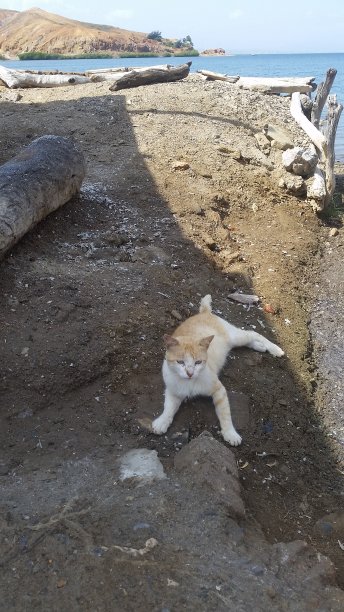 家猫在海滩上摆姿势图片下载