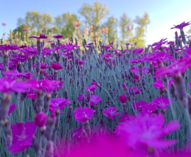 晨光花园中粉红色石竹地被图片下载