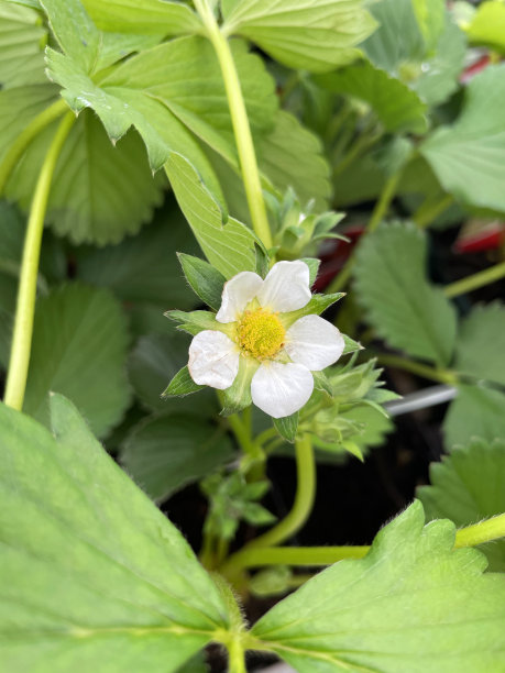 全框图像的草莓植物与白色的花和绿色的叶子种植在塑料花盆，重点前景图片下载