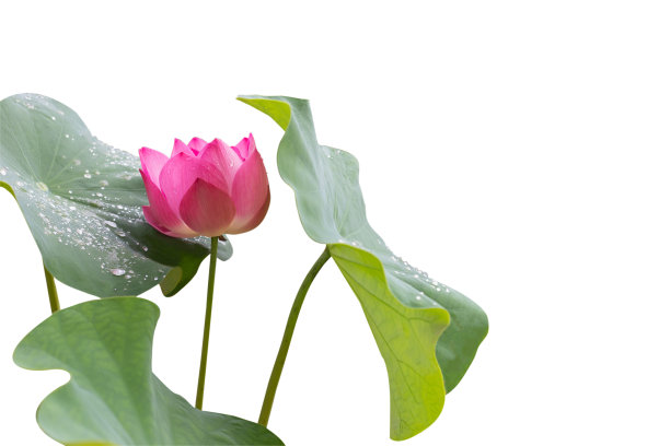 荷花和叶孤立在白色的背景上图片下载