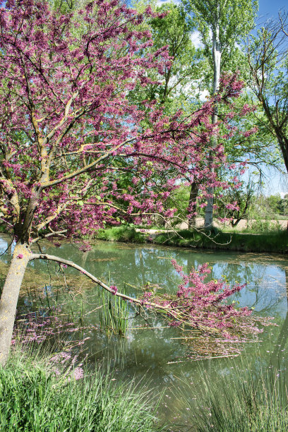 彩色的樱花树在春天在帕伦西亚市附近的卡斯提尔运河的水上分枝图片下载