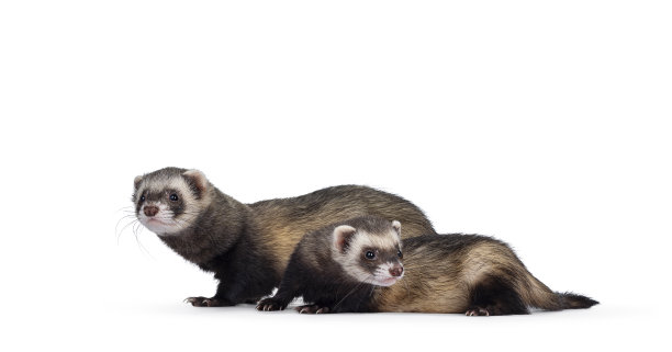 白背景上的雪貂图片下载