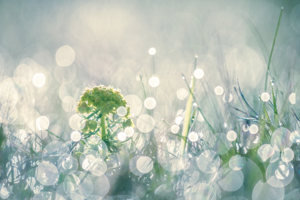 特写照片的植物在早晨的阳光。明亮柔和的色彩，镜头光晕，散景，拷贝空间。暑假，孤独，孤独，自然背景概念图片下载