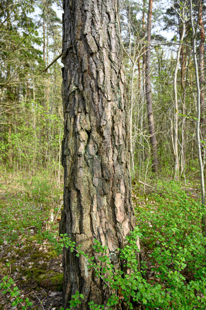 树皮粗糙的松树树干图片下载