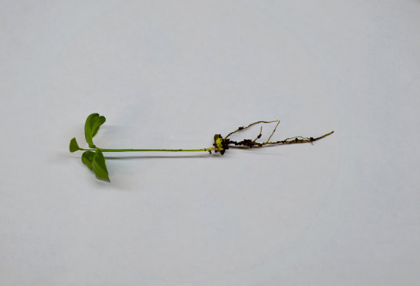 桔树的小绿芽图片下载