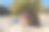 年轻有魅力的女人在一个露营的海滩上，帐篷坐在沙滩上，拿着一个平板电脑，看着躺在她旁边的狗。图片下载